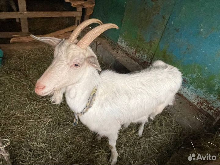 Зааненские козы дойные