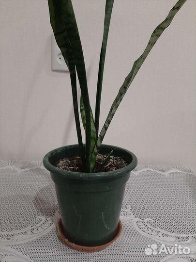 Сансевиерия