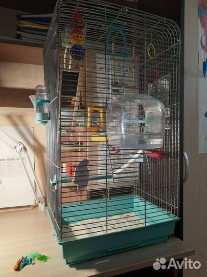 Попугай с клеткой