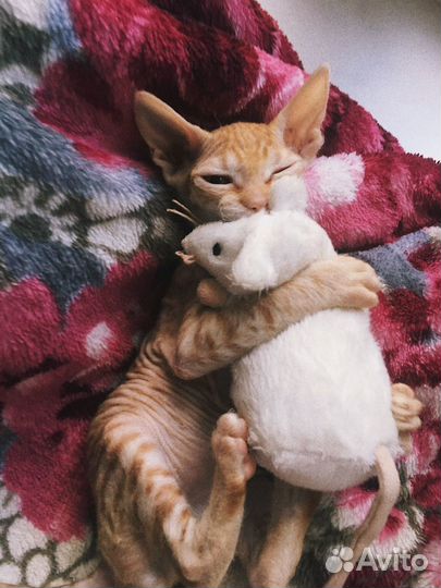 Передержка животных