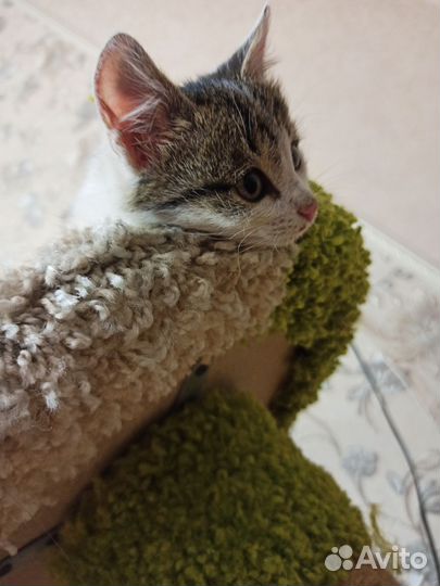 Котенок девочка в добрые руки