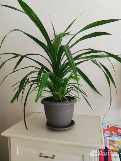 Пальма панданус