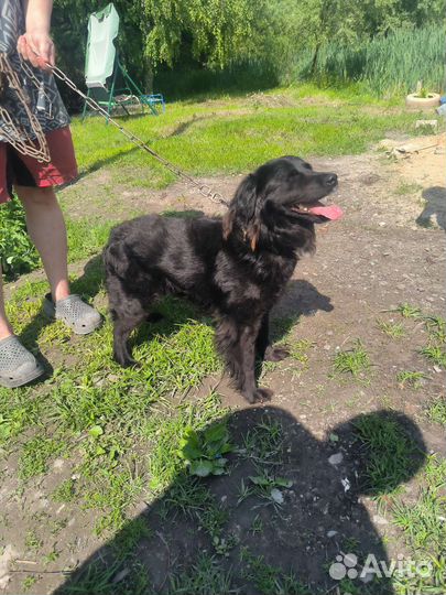 Бумер в дар