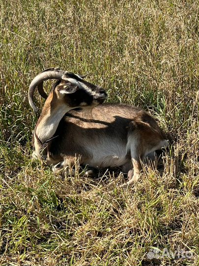 Коза молочная дойная плродистая
