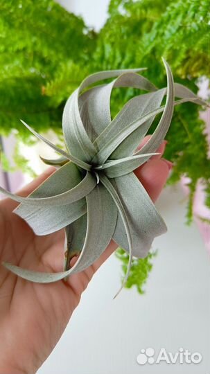 Тилландсии Ксерографика, Сильвер