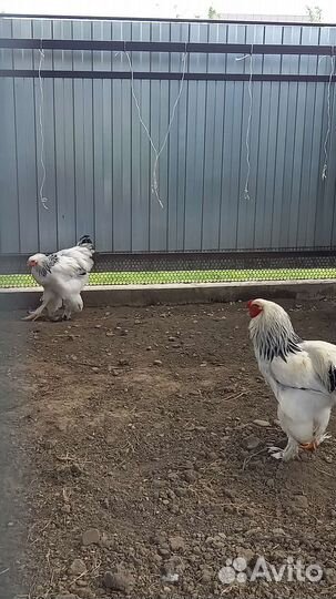 Петух брама