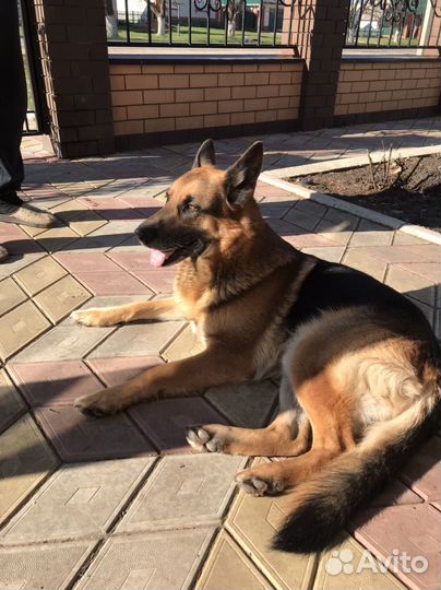 Щенки немецкой овчарки