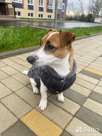 Вязка кобель джек рассел