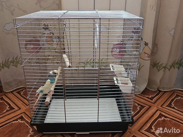 Попугай с клеткой