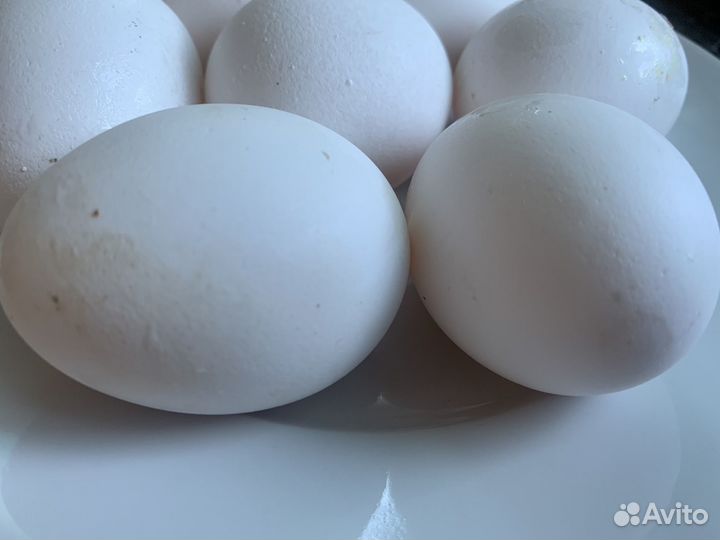 Домашние куриные яйца