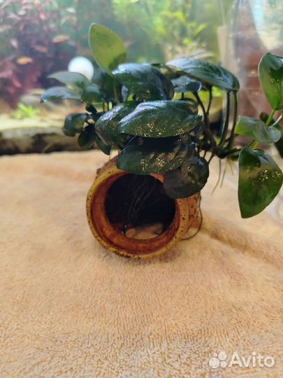 Аквариумная трава