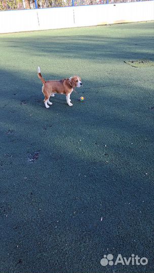 Вязка кобель бигль