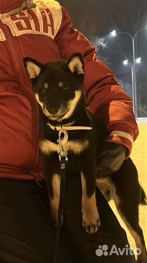 Щенки сиба ину