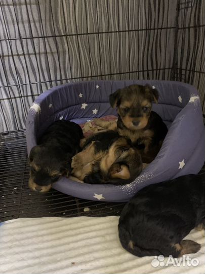 Йоркширский терьер