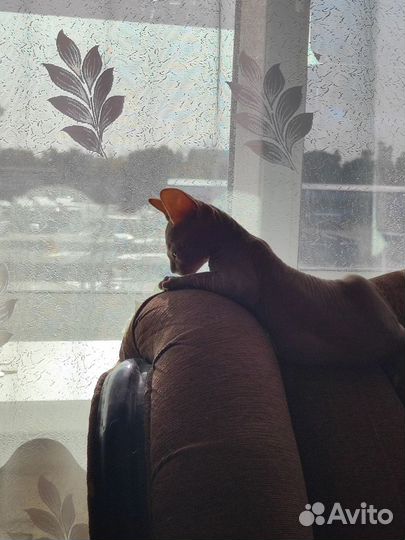 Сфинкс котенок мальчик