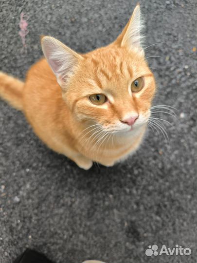 Котик в добрые руки