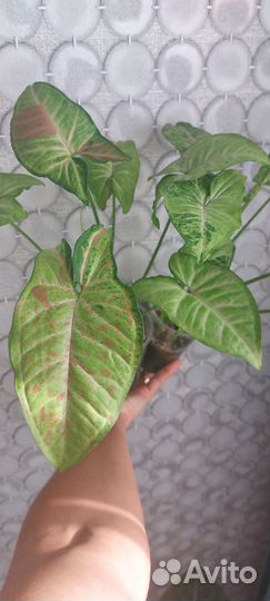 Сингониум конфетти