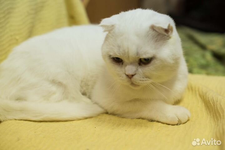 Котик Виконт