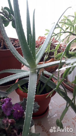 Алоэ вера, фиалки, денежное дерево и др