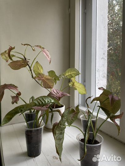 Сингониум пинк