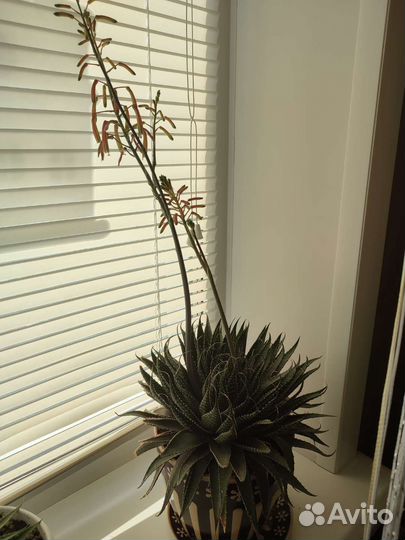 Алоэ остистое