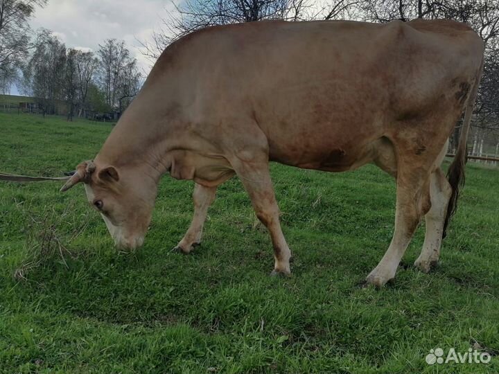 Корова высокоудойная стельная