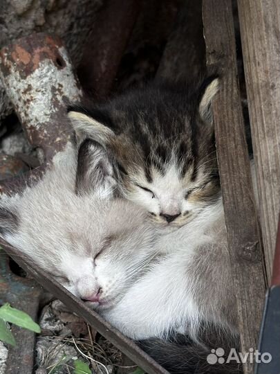 Котята в добрые руки бесплатно