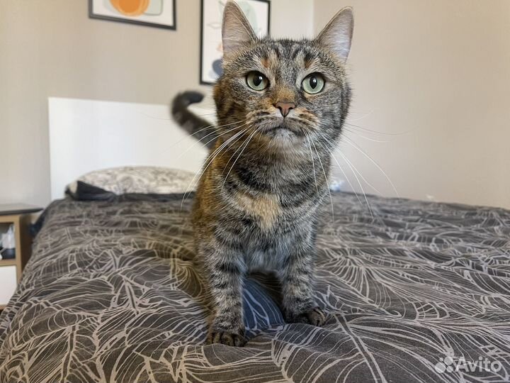 Киса в добрые руки