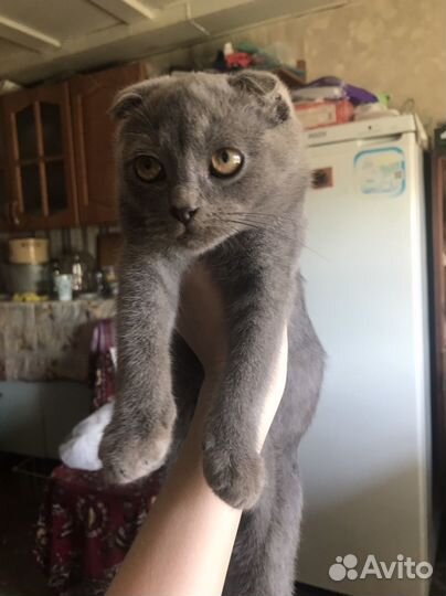Шотландские котята