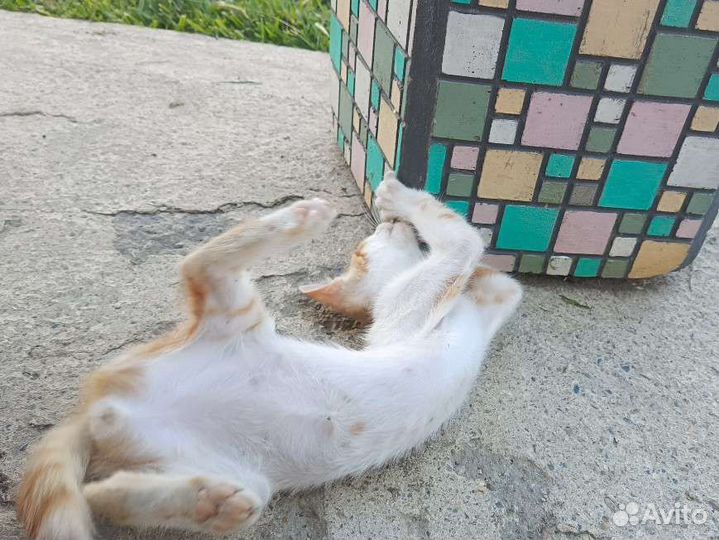 Кот в дар бесплатно