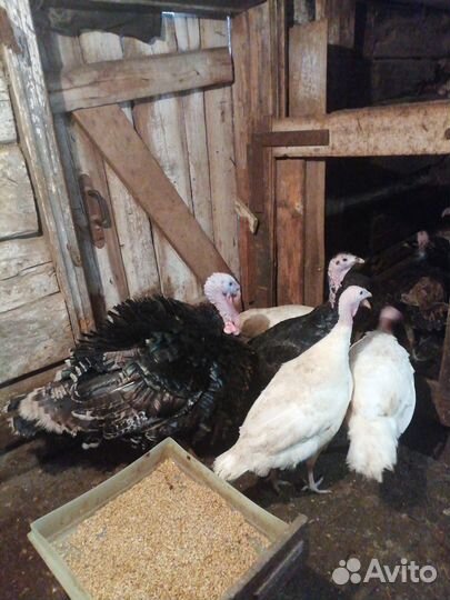 Индюшки продажа обмен