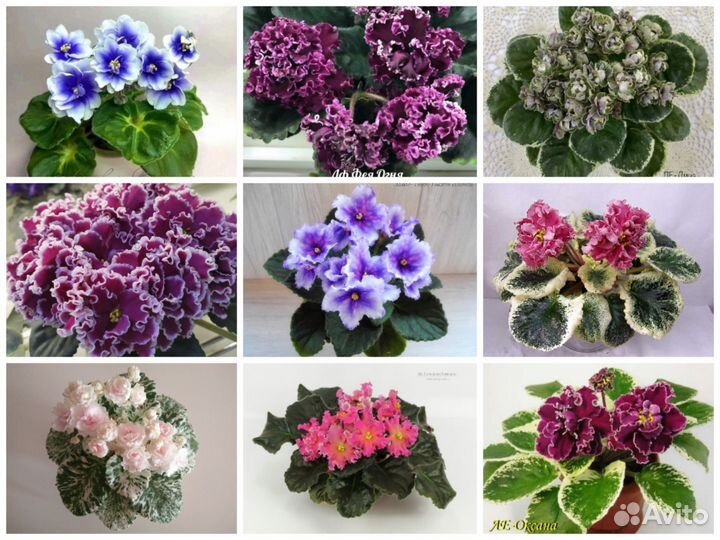 Фиалки сортовые