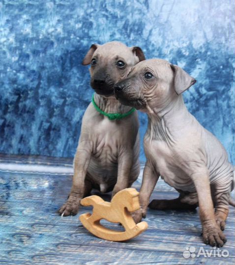 Щенки американский голый терьер (от заводчика)