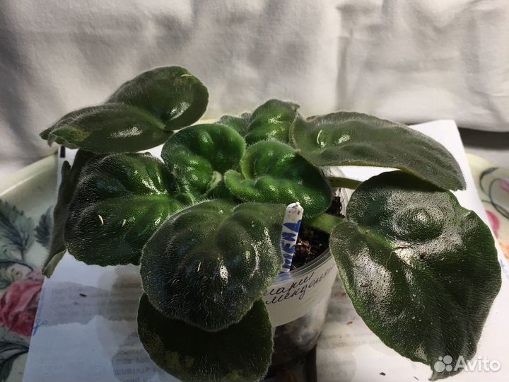 Фиалка нк марш мендельсона