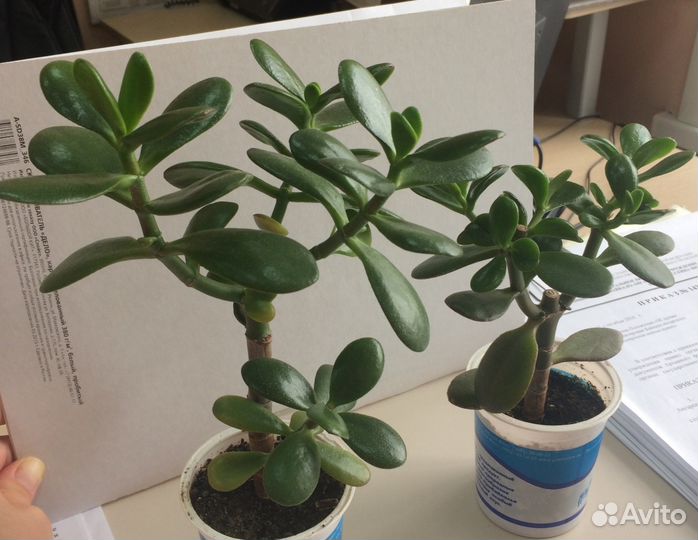 Денежное дерево (толстянка)