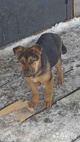 Немецкая овчарка. Помесь