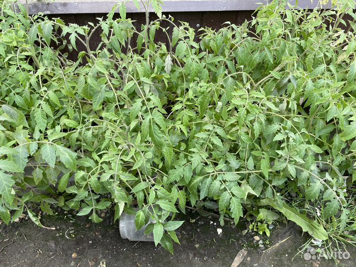 Рассада помидор