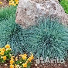 Овсяница сизая Лазурит