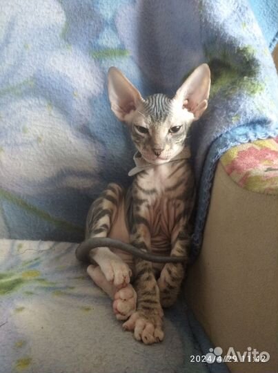 Донской сфинкс котята
