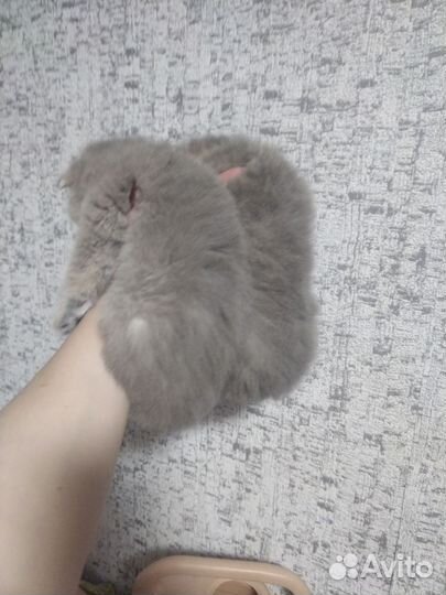 Шотландская