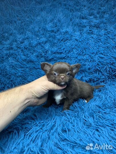 Шоколадный, длинношерстный мальчик чихуахуа
