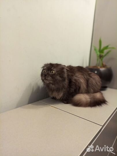 Кошка в добрые руки