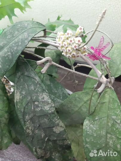 Хойи на срез