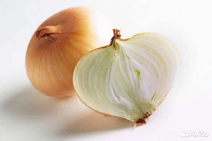 Лук Репчатый Геркулес Луковицы