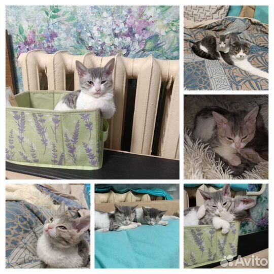 Кошка в дар