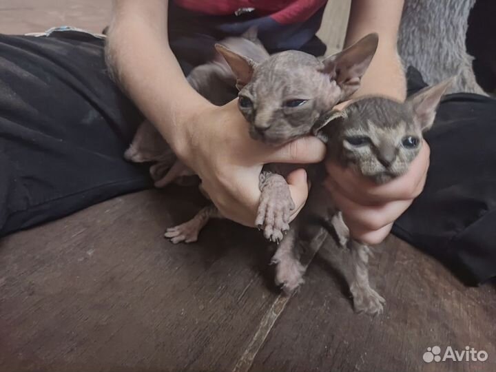 Канадский сфинкс