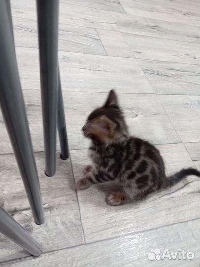 Бенгальская