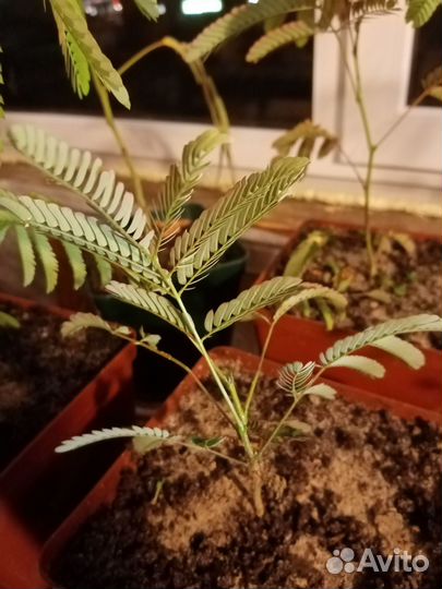 Акация ленкоранская