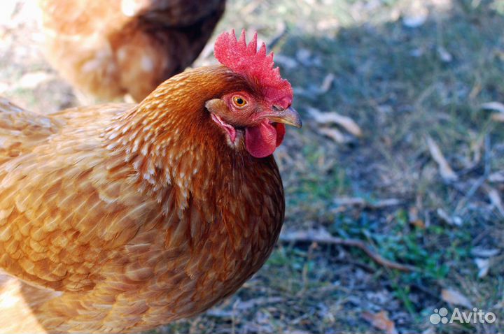 Куры несушки с агрофермы