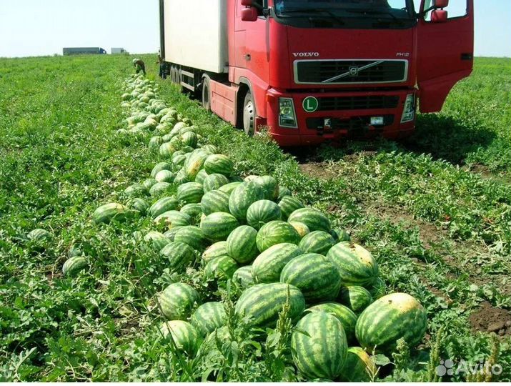 Арбузы